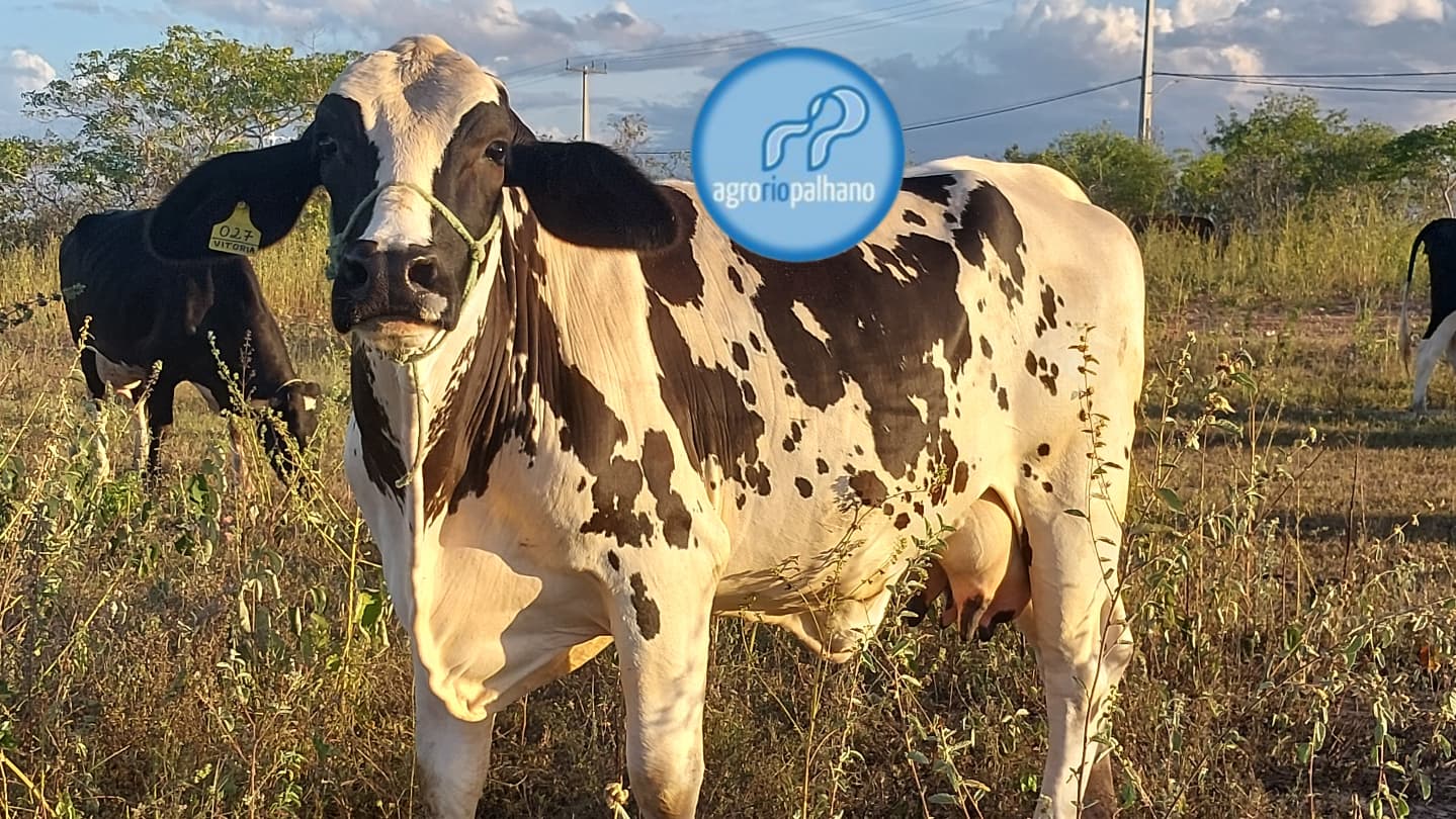 Campo e produção AgroRioPalhano